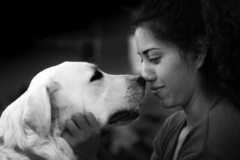 Request Quote: Pet Loss Bereavement Support  - Nationwide