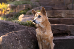 Request Quote: Paws Photography - Pet Photographer - Greenville, SC