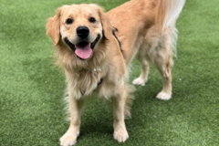 Request Quote: Nick of Time Pet Service LLC - Pet Sitting - Charleston, SC