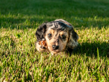 Cordelia, dapple dachshund puppy