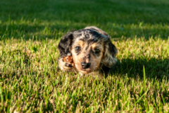 Request Quote: Willow Bee Pet Photography - Vancouver, WA