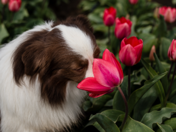 Nutmeg, sniffing a tulip