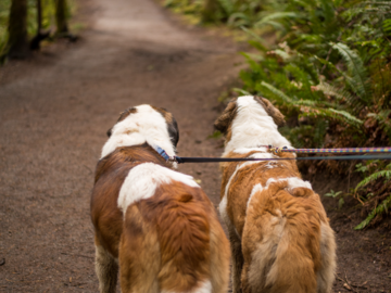 Saint Bernards on the trail