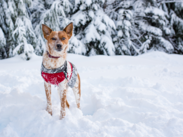 Ember the cattle dog on a snow day