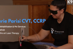 Request Quote: K9 Mobile Rehab - Pet Physical Therapy - Providence, RI