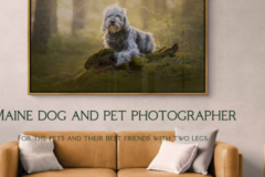 Request Quote: Gina Soule Photo - Pet Photography - Portland, ME