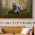 Gina Soule Photo - Pet Photography - Portland, ME