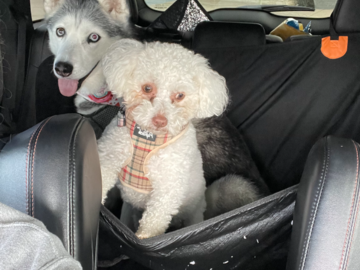 Khloe & Kannoli on the way to the vet