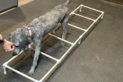 Request Quote: Rehabilitation Veterinarian - Pet Physical Therapy - Glendale, AZ