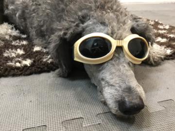 Laser Therapy 
