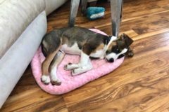 Request Quote: Love with Care - Whiskers and Paws - Pet Sitting - Sacramento, CA