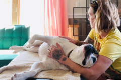 Request Quote: Holistic Healing and Massage for Companion Animals  - Annapolis, MD