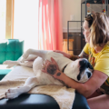 Holistic Healing and Massage for Companion Animals  - Annapolis, MD