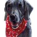 Jenna Jenks - Pet Portrait Artist - Nationwide