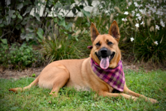 Request Quote: Force Free - Reward Based Dog Training  - Chester, NJ