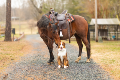Request Quote: Professional Equine and Pet Photographer - Charlotte, NC