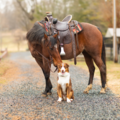 Professional Equine and Pet Photographer - Charlotte, NC