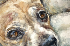 Request Quote: Catherine Gillespie Watercolor Pet Portraits - Nationwide