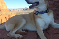 Request Quote: Animal Massage - Reiki - Pet Wellness  - New York, NY