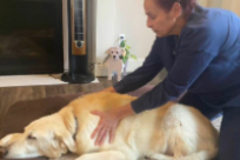 Request Quote: Zen Animal Wellness Mobile Massage Therapy - Edgewood, WA