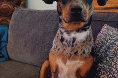 Request Quote: Wagging Wagon Pet Transportation - Jackson, MS