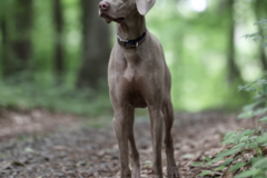 Request Quote: Pets Photography by Darcey Stone - West Redding, CT