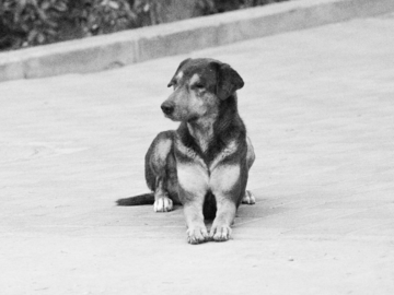 India Street Dog