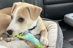 Request Quote: Fur Taxi Pet Transport Services - Nationwide