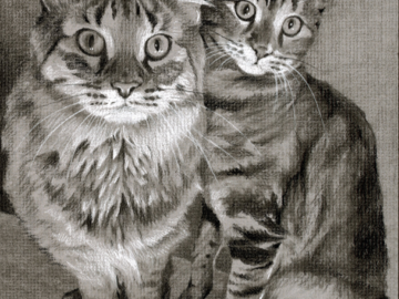 Cosmos & Phoebe, Charcoal, 9x12in.