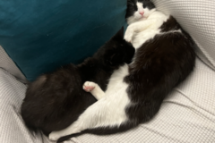 Request Quote: Animal Communicator and Behaviorist - Nationwide