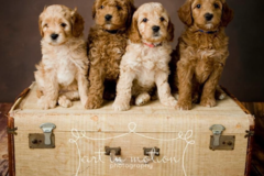 Request Quote: Loving Pet Travel Nanny - Nationwide