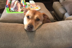 Request Quote: Taylors In Home Pet Sitting Service - Mineral Wells, TX