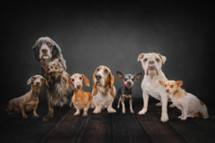 Request Quote: Denver Mobile Dog Photographer - Denver, CO