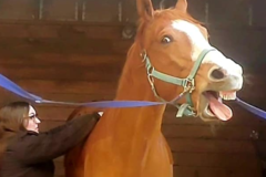 Request Quote: Northeast EquiWellness - Mobile Horse Massage  - Jackson Township, NJ