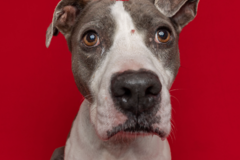 Request Quote: Pop Up Photo Studios - Mobile Pet Photography - Port St. Lucie, FL