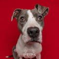 Pop Up Photo Studios - Mobile Pet Photography - Port St. Lucie, FL