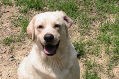 Request Quote: Pampered Pet Transportation - Nationwide