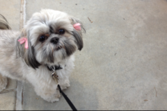 Request Quote: Home Away From Home Dog Sitting and Boarding  - Alcoa, TN