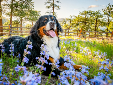 Bernese Mountain Dog in the wildflowers