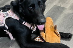 Request Quote: Compassionate Care For Your Pet - In Home Pet Sitting - Bartow, FL