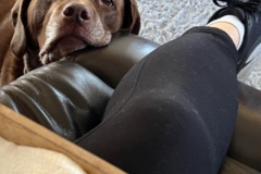 Request Quote: Will Get Your Loved Fur Baby Home To You - Pet Transport - Nationwide