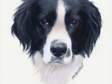 Sophie, a black and white dog painted by artist Heather Mitchell by commission.