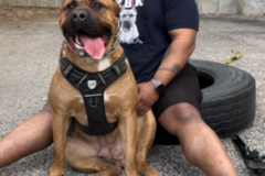 Request Quote: RBK Line In Home Private Dog Training - Joliet, IL