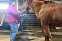 Request Quote: North Dallas Animal Massage - Plano, TX