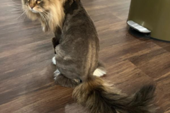 Request Quote: Stress Free Mobile In Home Grooming  - Dunwoody, GA