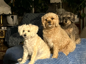MY DOG'S -   Bell, Red, Pepper