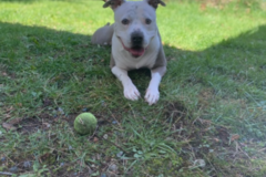 Request Quote: My Home Is Your Fur Babies Home - In Home Pet Sitting - Lake Tapps, WA