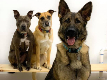 Dogs training