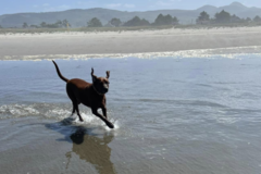 Request Quote: Loving Gods Dogs - Pet Boarding - Yacolt, WA