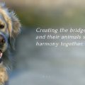 30 Min Animal Communication Session By Phone - Nationwide